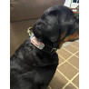 Pet ID Tag Velcro