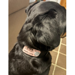 Pet ID Tag Velcro