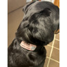 Pet ID Tag Velcro
