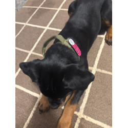 Pet ID Tag Velcro